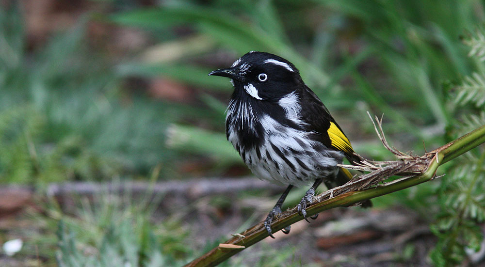 152 Little Wattlebird Anthochaera chrysoptera chrysoptera: 2 Great Ocean Road 10.10. tasmanica: 5 Bruny Island 8.10. 153 Yellow Wattlebird Anthochaera paradoxa paradoxa Upp till 10 Bruny Island 6-8.