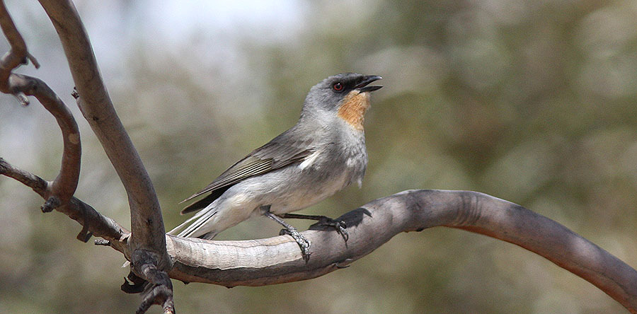 210 Gray Shrike-Thrush Colluricincla harmonica harmonica: 1 Great Ocean Road 10.10, 1 Little Desert NP 11.10 och 1 där 12.10, 2 hörda Murray Sunset NP 13.10, 1 Hattah-Kulkyne NP 13.