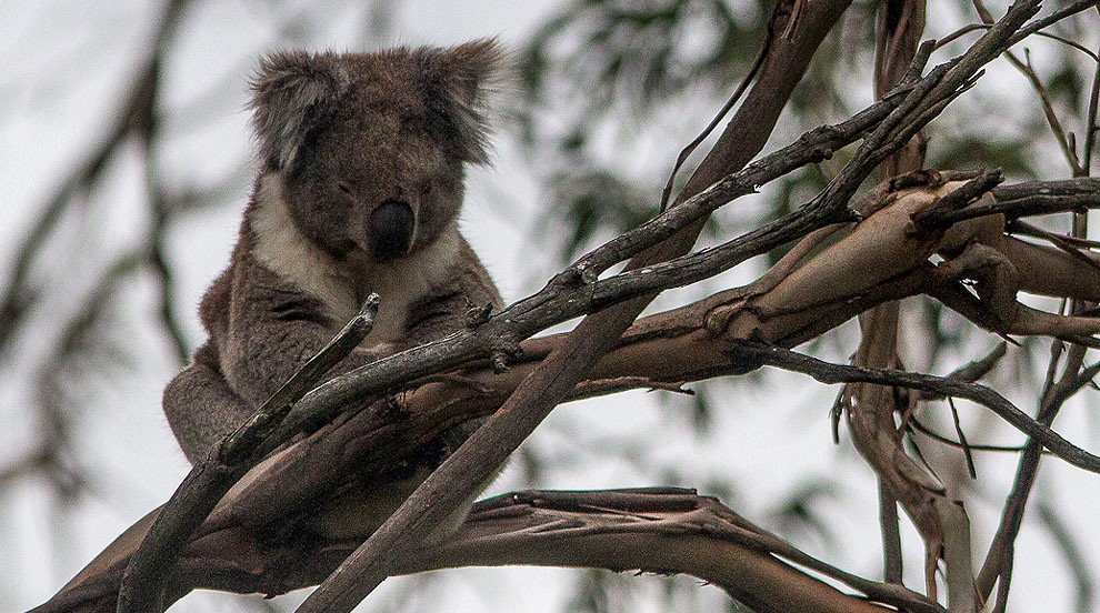 Koala Foto: Conny Palm Däggdjur 1 Short-beaked Echidna Tachyglossus aculeatus 1 Bruny Island 6.10, 1 Mt Field NP 8.10 och 1 Beechworth 16.10. 2 Eastern Quoll Dasyurus viverrinus 1 Bruny Island 6.