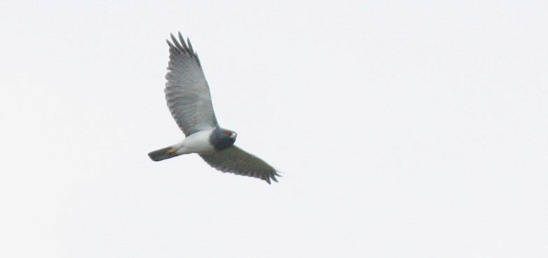 15 Swamp Harrier Circus approximans 2 längs vägen 19.10 och 1 längs vägen 20.10, 1 Lifou Island 21.10, 1 Parc Provincial de la Riviére Bleue 22.10 och 1 längs vägen 22.10 och 4 längs vägen 23.10. 16 Brown Goshawk Accipiter fasciatus vigilax 2 Lifou Island 21.