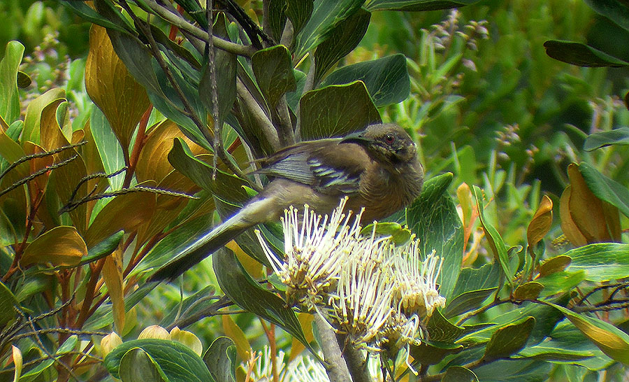 34 New Caledonian Imperial-Pigeon Ducula goliath 10 Parc Provincial de la Riviére Bleue 22.10, 6 hörda Farino 23.10 och 4 Mt Koghi 24.10. 35 Fan-tailed Cuckoo Cacomantis flabelliformis pyrrophanus 2 Parc Provincial de la Riviére Bleue 20.