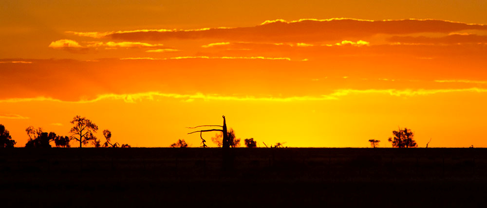 Wanganella Plains, Deniliquin. Foto: Conny Palm INLEDNING AviFaunas nionde resa till den australiska kontinenten blev i princip en upprepning av 2010 års resa till sydöstra Australien & Tasmanien.