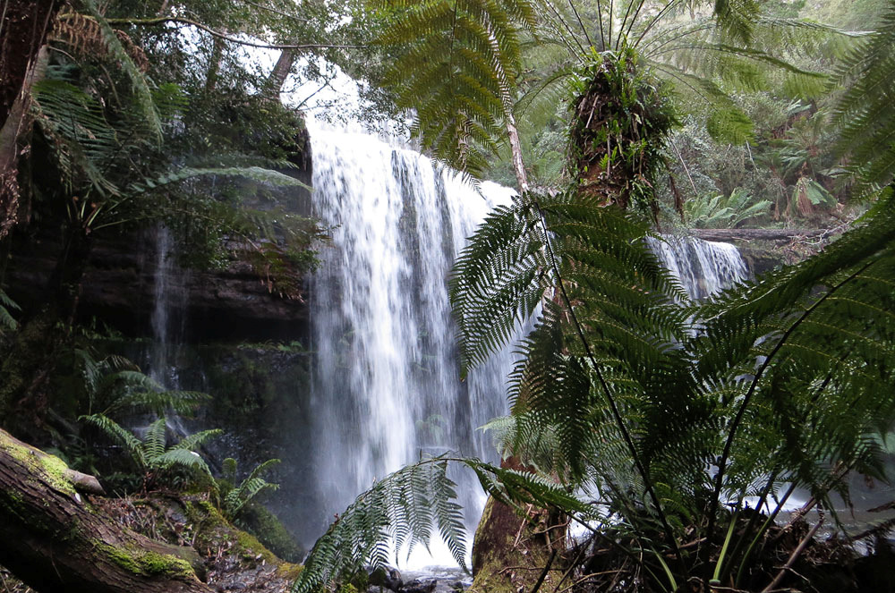 Mt Field NP, Tasmanien. litet bekymmer eftersom av våra målarter var skulkiga skogsfåglar som i stort sett bara kunde lokaliseras på lätet.