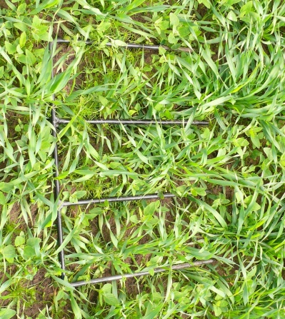 Figur 1. Led E i försöket vid Lilla Böslid vid skörd 2011. Insådd mellangröda förväntas konkurrera med ogräset i raden och minska risken för kväveläckage.