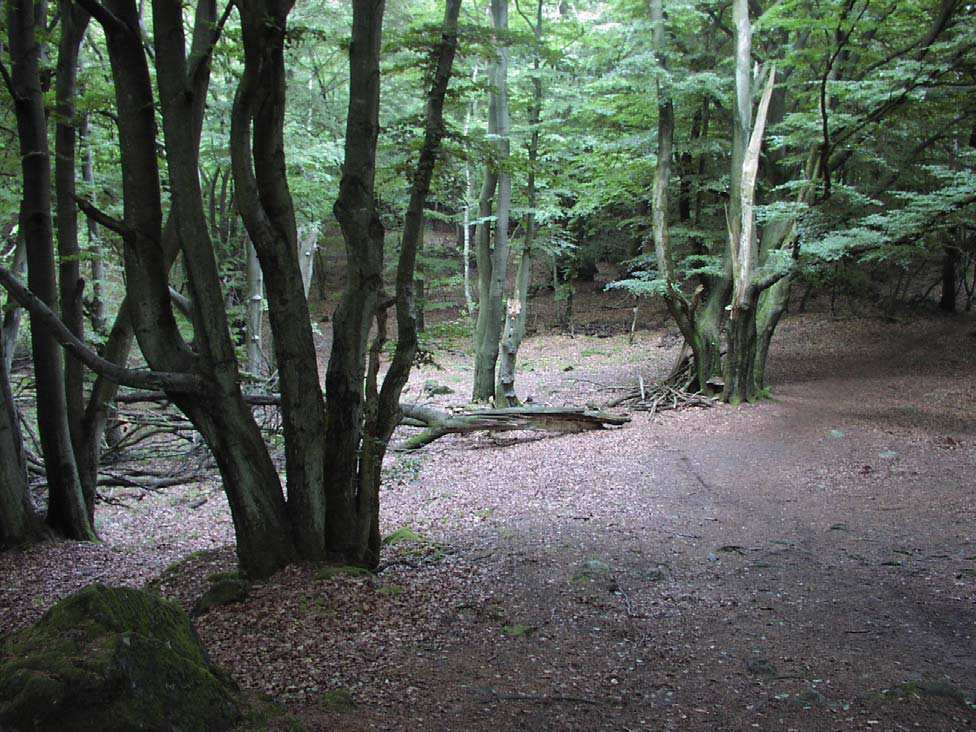 7.4 Romeleåsen Rester av utmarksbokskog, sydost om Romeleklint 7.4.6 Romeleklint Naturförhållanden Romeleåsens högsta punkt i Lunds kommun är Romeleklint ( Klinten ) med 175 meter över havet.