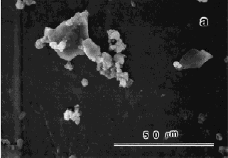 Figur 2.9 Cementpartikelform. SEM-bild (Scanning Electron Microscopy) av (a) hydratiserad cement efter 60 min. vid temperaturen 27º C och (b) hydratiserad cement efter 150 min. vid temperaturen 27º C. Bilder från Lei & Struble (1997).