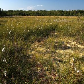 1012008 Sladan Kommun Myrregion Totalareal Luleå E 516ha Areal land varav myr Areal vatten Areal skogsmark ovan fj.gräns Areal skogsmark ned. fj.gräns varav prod.