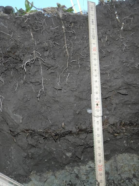 Fält 1. Biomassan av cikorian uppgick till ca 2 100 kg ts/ha Odlarexperiment, fält 9. Värmlandsnäs 09 05.Kornet skördat i halva ytan.