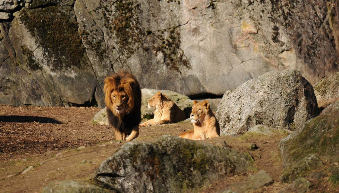 löpsedeln 1/2016 12 Katten ett flockdjur? Av Petter Dessne Ofta får man höra att katter trivs bäst på egen hand, att det inte gillar andra katter.