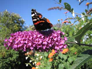 Skogsnätfjäril, Melitaea athalia. Smalasund 9.7 Sorgmantel, Nymphalis antiopa. Nötanabben 2.5 Kvickgräsfjäril, Pararge aegeria. (2010-06-05) Vinbärsfuks, Polygonia c-album.