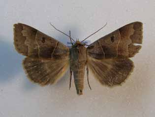 Fig. 28. Grått ordensfly lever på ek. Lokalen vid Smalasund där ett exemplar infångades är en representativ livsmiljö för arten. Violettbrunt ängsfly, Mniotype satura. Smalasund 24.8, Göholm 24.