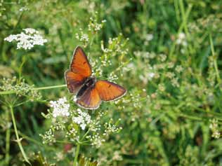 Bastardsvärmare, ZYGAENIDAE Metallvingesvärmare, Adscita statices. NT. Trots eftersök på lämpliga platser, som är torra marker med syror (Rumex), hittades inte denna art.