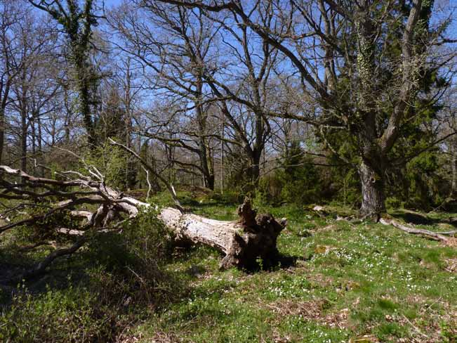 Reservatet är varierat med öppna åkermarker, lövskogar med inslag av äldre lövträd, igenväxande äldre trädbärande betesmarker, planterade granskogar, äldre bokskog, betade ekhagmarker och hasselsnår.