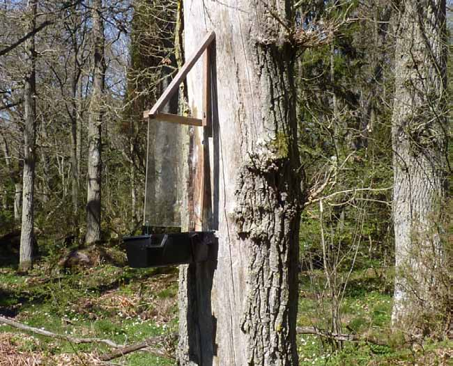Fig 4. Fönsterfälla med plastskiva och behållare med vätska. Fällorna placerades på substrat som bedömdes vara särskilt attraktiva för vedlevande insekter (Tabell 1, Bilaga 1).