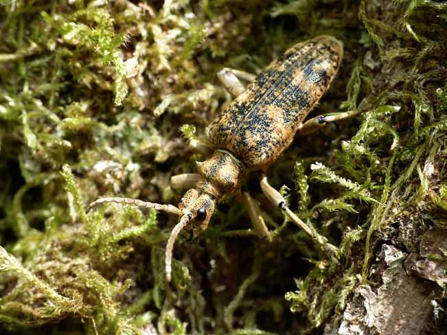 Ekträdlöpare Rhagium sycophanta NT Utvecklas i nyligen döda ekar. Har sin huvudutbredning i kustnära ekrika miljöer i södra och sydöstra Sverige.