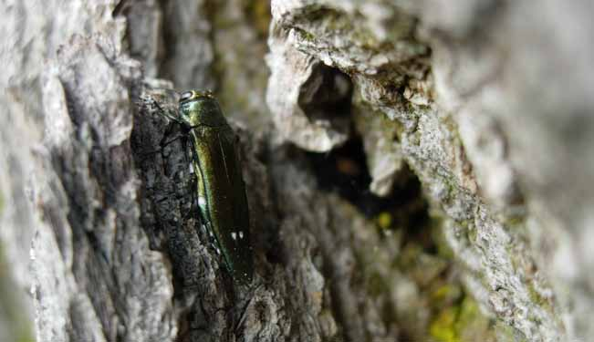 Bredhornad smalpraktbagge Agrilus laticornis NT Bredhornad smalpraktbagge utvecklas i klena, döda och solexponerade ekgrenar. Spridda förekomster i framför allt sydöstra Sverige.