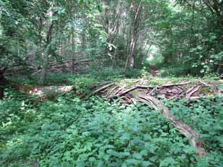 Del I. Inventering av fjärilsfaunan i Gö naturreservat Beskrivning av området Naturreservatet Gö ligger i Blekinge län, Ronneby kommun i Listerbys och Edestads socknar.