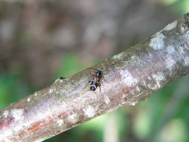 Kvistspegelbock Phymatodes alni NT Utvecklas i klena, solexponerade och döda grenar och stammar upp till ett några centimeter diameter.