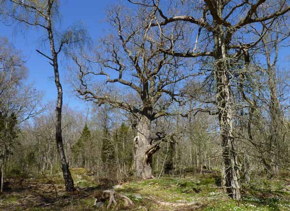 Fälla 3.