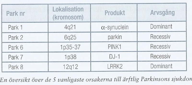 Histopatologi Vid PD: Lewy-kroppar i degenererande nervceller Lewy-kropparna består bl a av alfa-synuklein Alfa-synuklein är ett synapsrelaterat protein, som det finns mycket av i t ex substantia