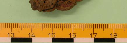 Figur 7a. F124 (A9329), kraftigt korroderat järnföremål. Sannolikt en spik där skallen saknas. Figur 7c. F124 (A9329), mikrofoto. Metalliskt järn, liknande utsnitt som föregående figur.