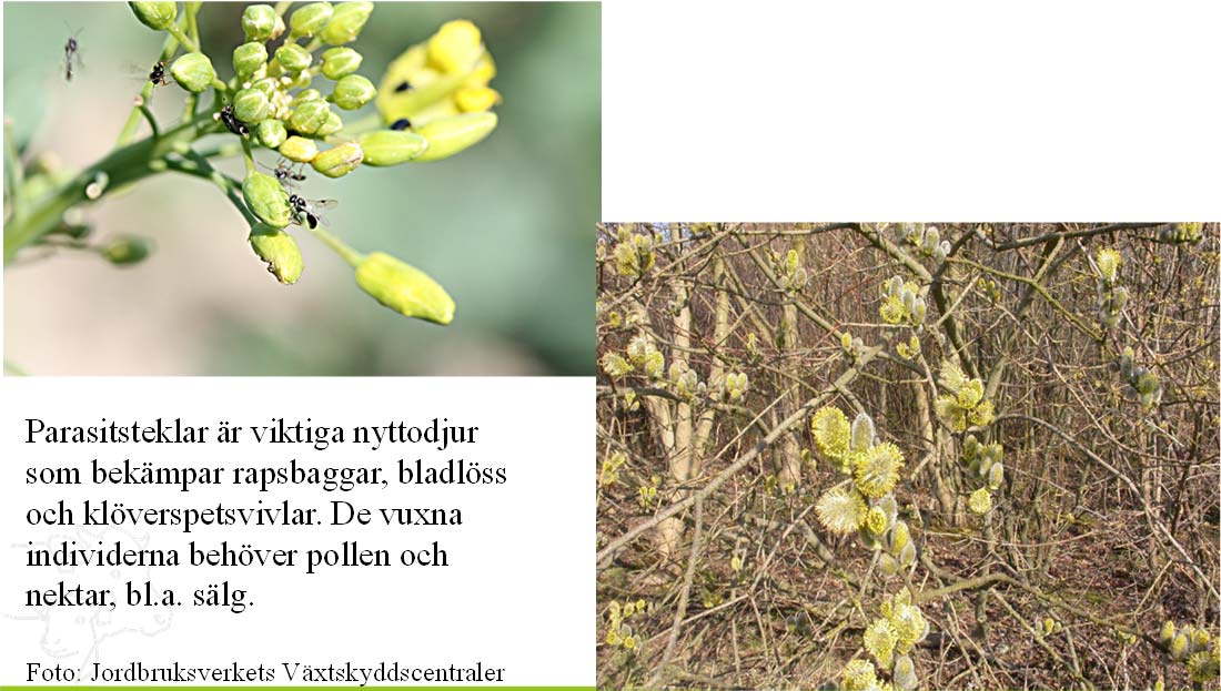 Biologisk kontroll av skadeinsekter Parasitsteklar är viktiga nyttodjur som bekämpar rapsbaggar, bladlöss och klöverspetsvivlar. De vuxna individerna behöver pollen och nektar, bl.a. sälg.