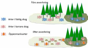Kvarlämnade trädgruppers och kantzoners betydelse för spindlar och jordlöpare i boreal skog Ett referat av: Matveinen-Huju, K., Koivula, M., Niemelä, J. & Rauha, A. M. 2009.