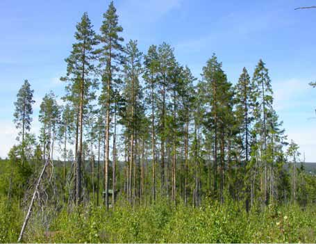 Mer information om hänsynsytornas innehåll och kostnad skulle kunna ge ett kostnadseffektivare urval Ett referat av: Perhans, K., Glöde, D., Gilbertsson, J., Persson, A. & Gustafsson, L. 2011.