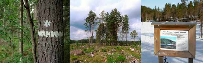 Inga tydliga skillnader i arter mellan reservat, nyckelbiotoper och hänsynsytor Ett referat av: Sverdrup-Thygeson, A., Bendiksen, E., Birkemoe, T. & Larsson, K.H. 2014.