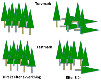 Många vindfällen i lämnade trädgrupper Ett referat av: Hautala, H. & Vanha-Majamaa, I. 2006. Immediate tree uprooting after retention-felling in a coniferous boreal forest in Fennoscandia.