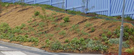 Skötselplan Sid: 6 (9) som är anpassade till klimatet och ståndorten. Lövträd kan med fördel väljas så att den biologiska mångfalden ökar. Kokosnät med planterad vegetation. Foto Vegtech AB.