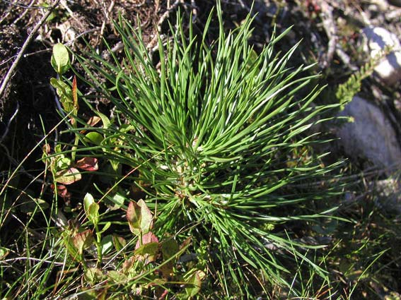 Bild 1. Miniplanta tall med skadat toppskott men med många sidoskott. Skadan har uppkommit genom betning Några tallplantor i försöket grävdes upp och rotsystemen studerades.