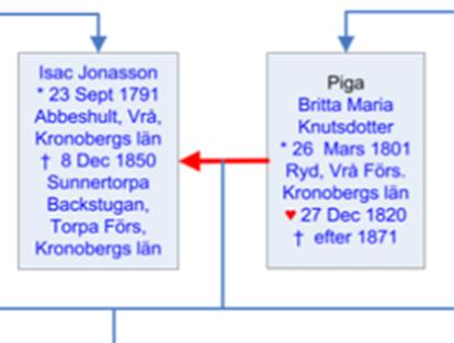 Släkträd som inkluderar Carolinas