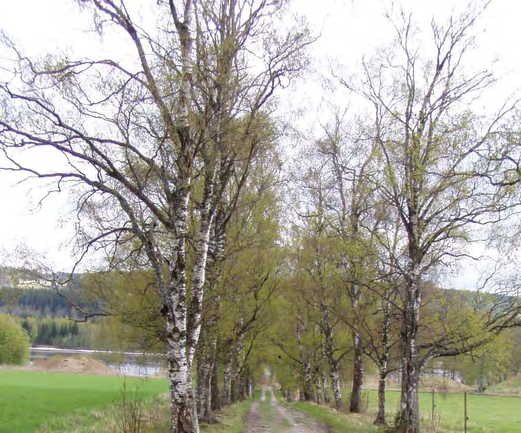 Åtgärder Låta de större träden mellan gravkullarna stå kvar då de gynnar både nordisk och långörad fladdermus.