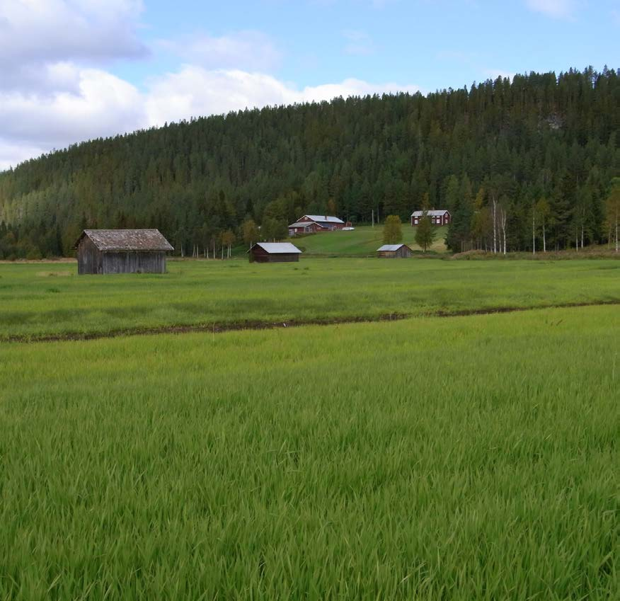 49 Delrapport 11 Koldioxid från rörflen på torvmark och igenvuxen åkermark Delprojekt FoU: Åkerbränsle miljöaspekter Rörflen i augusti 2010, Fårträsk, Malå.