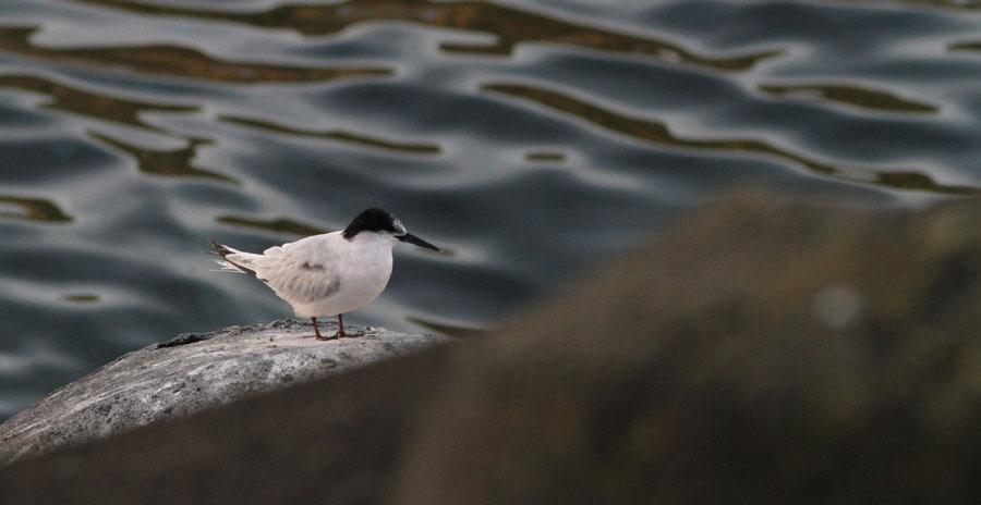 33 Skrattmås Chroicocephalus ridibundus 4 Ponta Delgada 20.9, 4 Cabrita 23.9, 10 Ponta Delgada 25.9 och 5 Ribeira Grande 26.