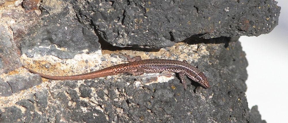 Äkta karettsköldpadda alldeles intill båten. Foto: Mona Stråling Övrigt 1 Äkta karettsköldpadda Eretmochelys imbricata 1 alldeles intill båten ute till havs 25.