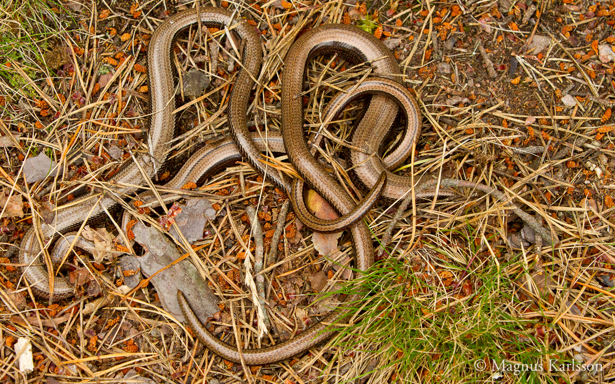 Fig. 6: Tre kopparödlor varav två är gravida honor som hittades under samma sten vid besöket den 10e juli.