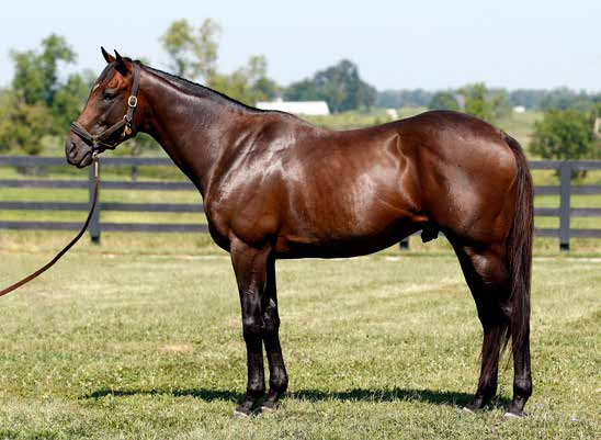 Helsinki (USA) USA04072844. Mörkbrun 2004, 167-22 cm, uppfödd av WinStar Farm LLC. Ägare Eva C S Pettersson. Tecken: Stjärn.