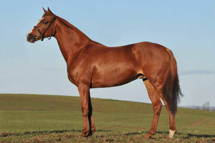 Nova (IRE) 372IRE45183071T. GSB 47. Fux 2012, 162-21 cm, uppfödd av Mount Brilliant Farm o Ranch LLC, Irland. Ägare Helen Ryan. Tecken: Stor stjärn förenad i strimma som avslutas på överläppen.