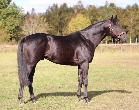 Barocci (JPN) JPN08100002. Mörkbrun 2008, 160 cm-21 cm, uppfödd av Dayton Investments Ltd. Ägare Rävdansens Stuteri. Tecken: Stjärn.
