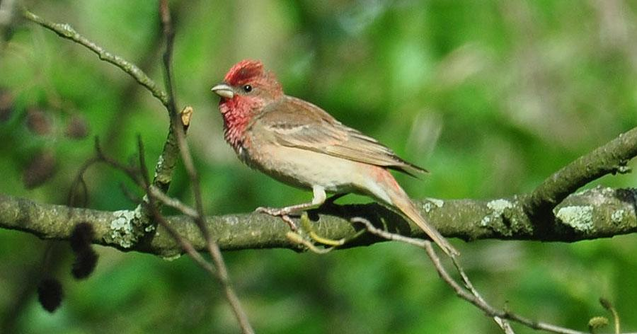 128 Pilfink Passer montanus montanus 129 Gulärla Motacilla flava Observerad 5 dagar totalt 130 Citronärla Motacilla citreola 2 Goniadz 27.5, 1 Goniadz 28.5 och 1 Goniadz 29.