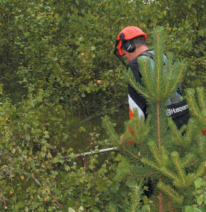 från slutet av skatteåret, så anteckningarna för 2012 ska förvaras till slutet av 2018. I anteckningarna utgör en intäkt inkomst det år då skogsägaren kunnat ta ut den (kassaprincipen).