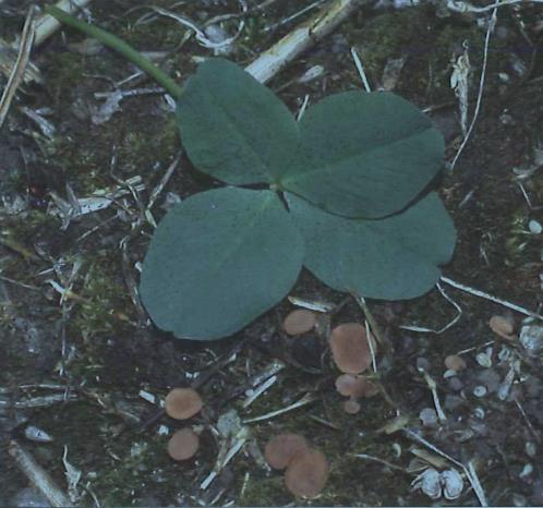 Klöverröta Värdväxter: Motståndskraftiga: Växtföljd: rödklöver, (vitklöver