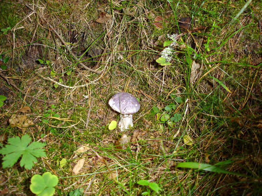 BILAGA 3: SKÖTSELPLAN 1(7) Porslinsblå spindelskivling, en av de rödlistade arter som växer i naturreservatet Skötselplan för naturreservatet Smörtjärnarna 1 Beskrivningsdel 1.