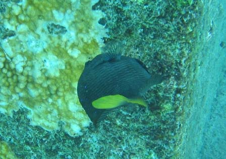 Efter några timmar sömn vaknade man till ett soligt och varmt Bonaire. Vyn här intill var den man fick ifrån frukosten i restaurangen på Buddy Dive Resort.