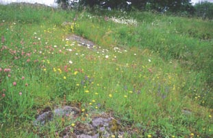 Ent. Tidskr. 127 (2006) vårt fall 18 delområden inom ca 3 000 ha). Data om de olika delområdena ges i Tabell 1 och deras gränslinjer finns i Figur 1.