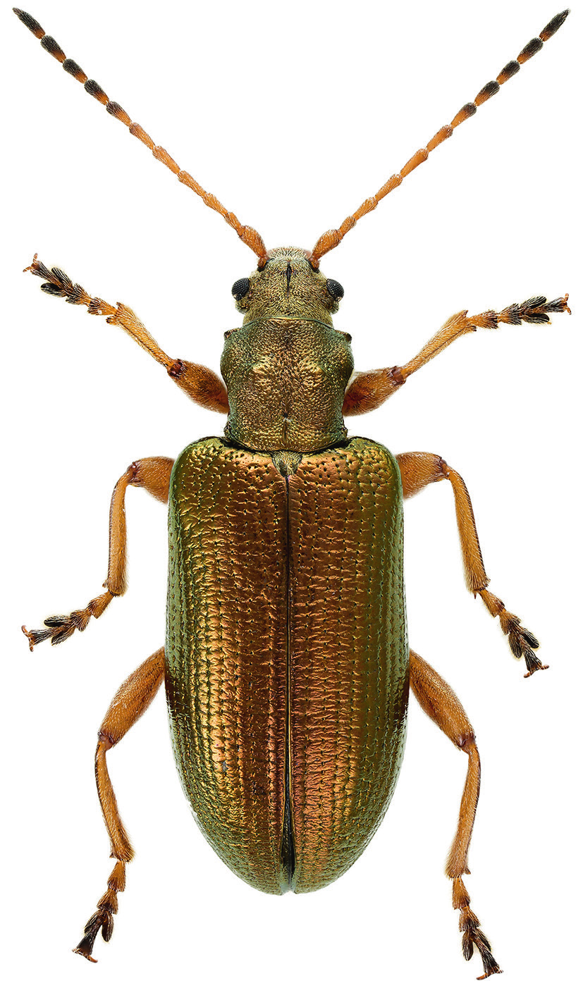 Håkan Ljungberg a b c Figur 1. Honor av a) Donacia aureocincta, b) D. brevitarsis och c) Plateumaris weisei. Foto: Krister Hall (a,c), Linda Nyman (b). Females of a) Donacia aureocincta, b) D.
