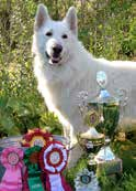 Styrelsen Klubbens adress: Vit Herdehundklubb c/o Åberg Bärvägen 6 961 48 Boden Ordförande: Gunilla Andersson ordf@vitherdehund.