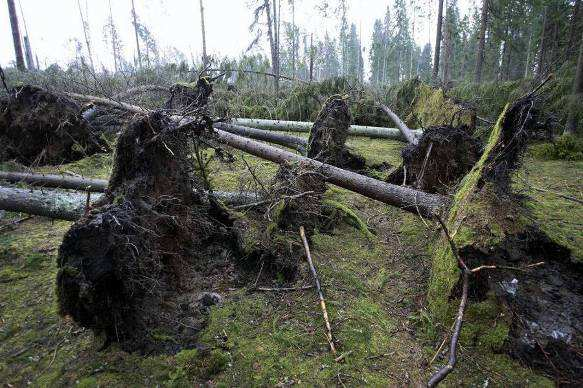 Vind och stormar Det är osäkert hur vindklimatet ändras.